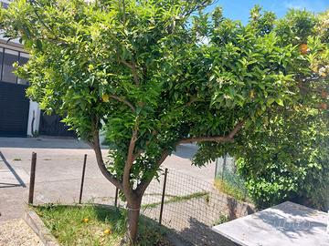 albero di arancio 