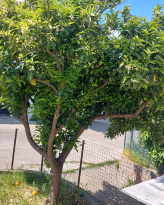 albero di arancio 