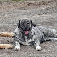 Cuccioli di pastore del caucauso