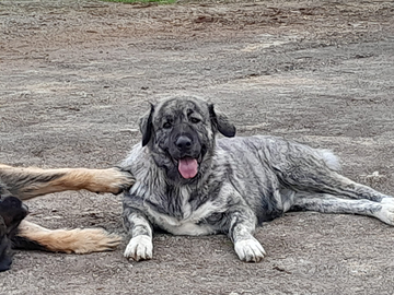 Cuccioli di pastore del caucauso