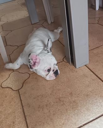 Bulldog francese