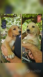 Meticci Labrador