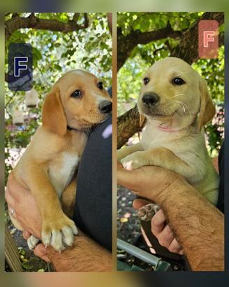 Meticci Labrador