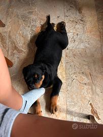 Cucciola di rottweiler