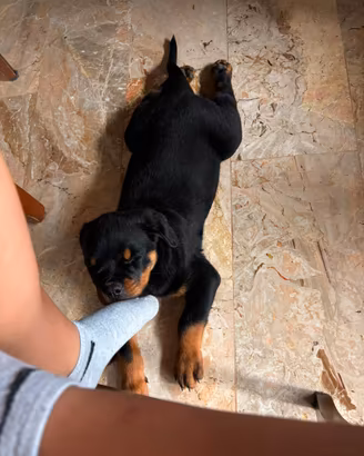 Cucciola di rottweiler