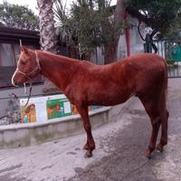 Cavallo arabo