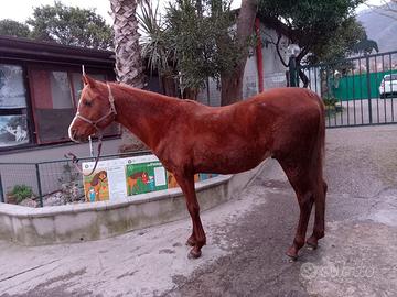 Cavallo arabo