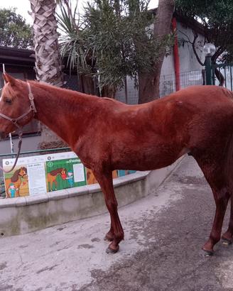 Cavallo arabo