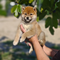 Shiba inu cuccioli