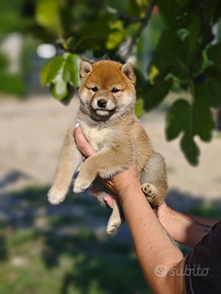 Shiba inu cuccioli