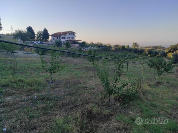 Terreno con piante di pere e albicocche