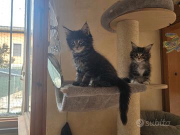 Cuccioli di Maine Coon