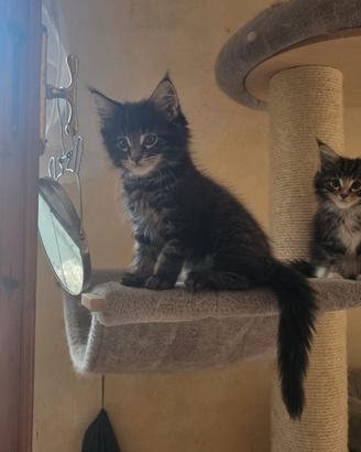 Cuccioli di Maine Coon