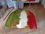 Immagine 5
