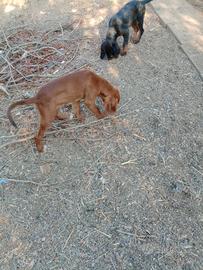 Cani da caccia