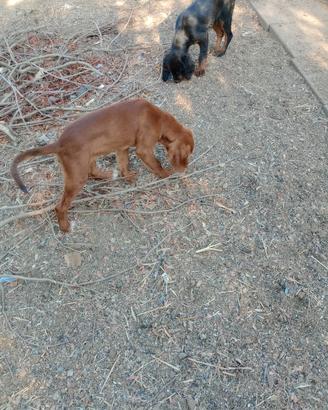 Cani da caccia