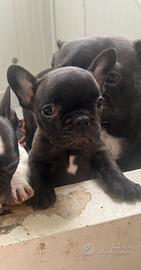 Bulldog francesi