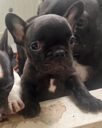 Bulldog francesi