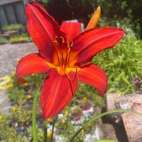 Piante di Hemerocallis rosso
