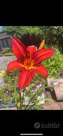 Piante di Hemerocallis rosso