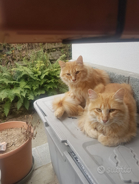 3 maschi 5 mesi circa