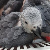 Cenerini allevati a mano