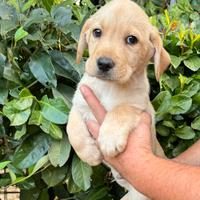 Cucciolo Labrador