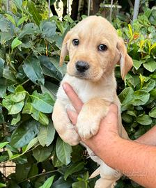 Cucciolo Labrador