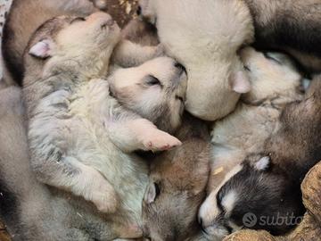 Alaskan Malamute cuccioli