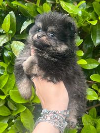 Pomerania spitz volpino maschio e femmina