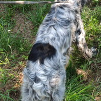 Setter Inglese