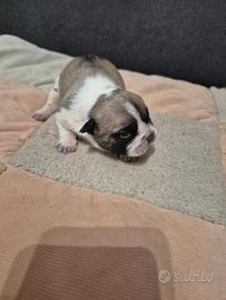 Bulldog francese