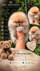 Spitz nano / Pomerania