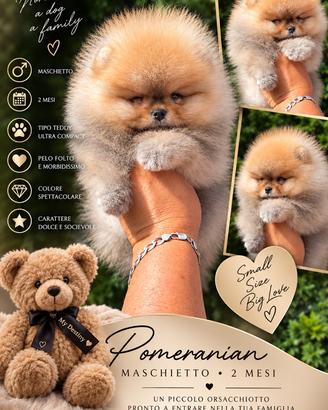 Spitz nano / Pomerania