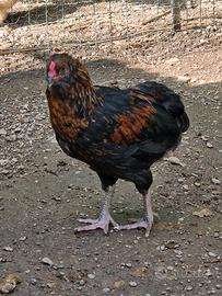 Araucana galletti