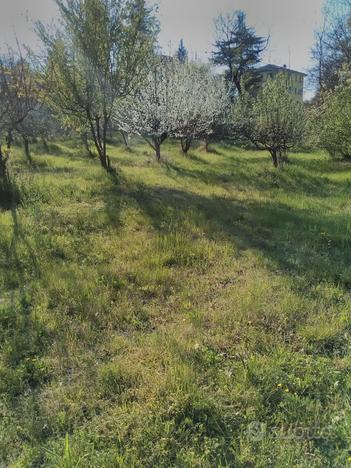 Terreno con alberi da frutto