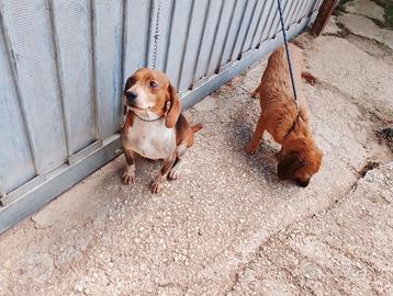 Cane da caccia Beagle e Fulvia di Bretagna