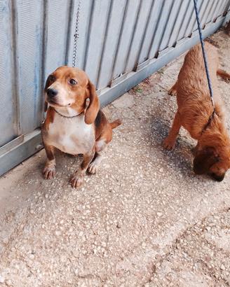 Cane da caccia Beagle e Fulvia di Bretagna