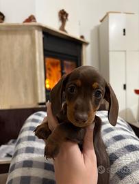 Cuccioli Bassotto Cioccolato