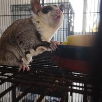 Cuccioli di petauro dello zucchero White face