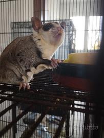 Cuccioli di petauro dello zucchero White face