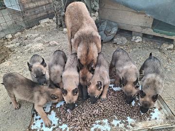 Cucciolo di belga malinos