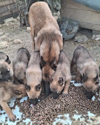 Cucciolo di belga malinos