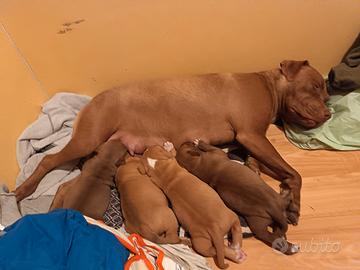 Cuccioli di Pitbull