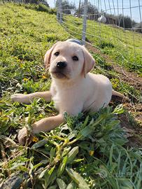 Labrador maschi miele con pedigree ENCI
