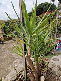 tronchetto della felicità 