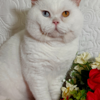 British shorthair occhi impari