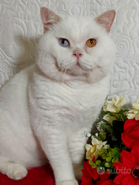 British shorthair occhi impari