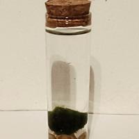 Mini acquario algha marimo 