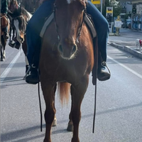 Cavalla derivata Quarter